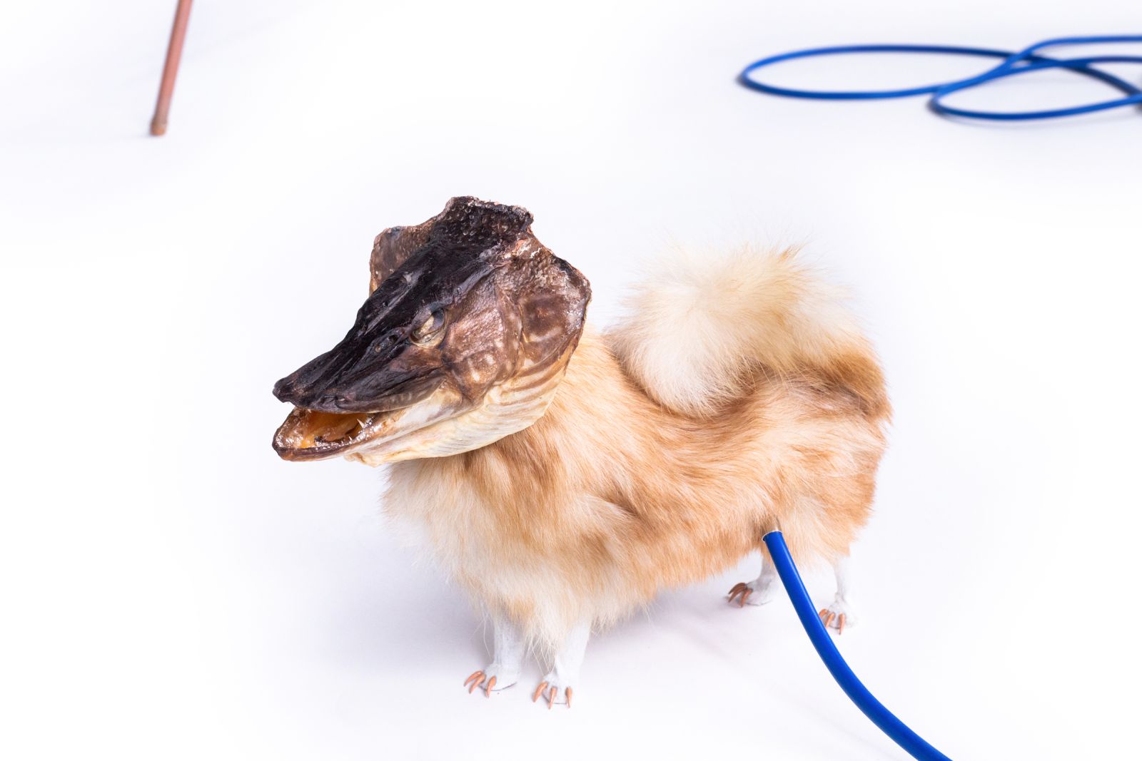 a taxidermied dog with a pike head, a blue cable is attached to it