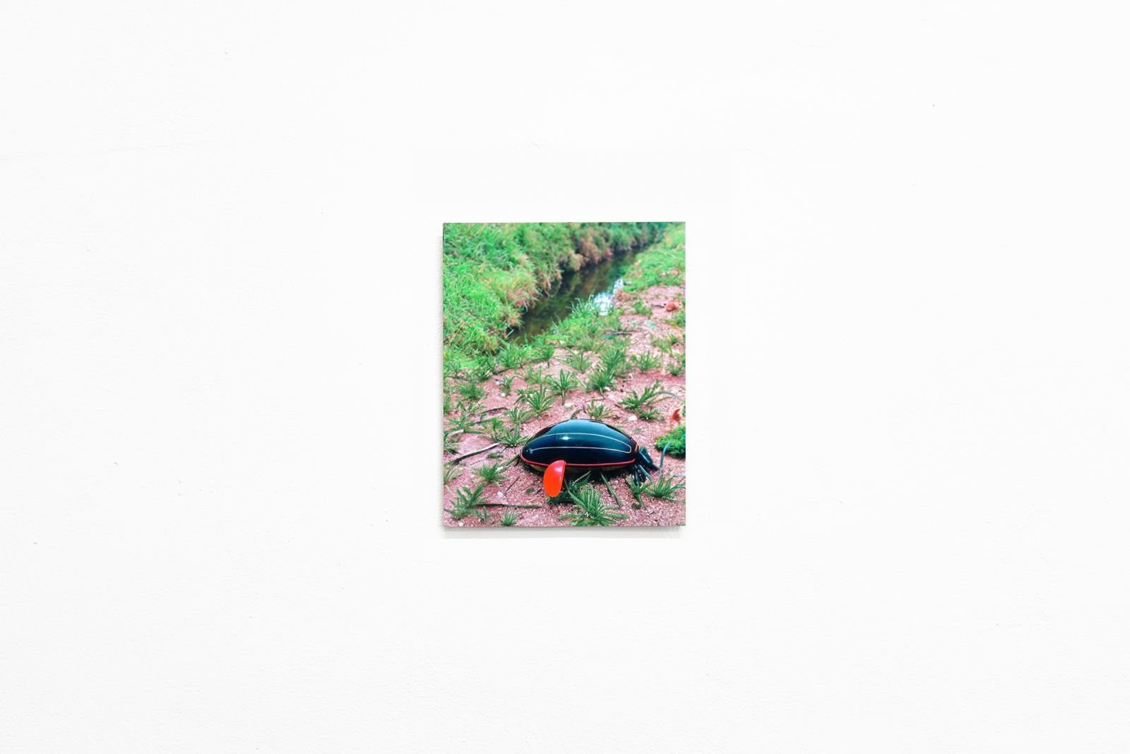 a print of an unusual shiny black creature on an earthy floor close to water