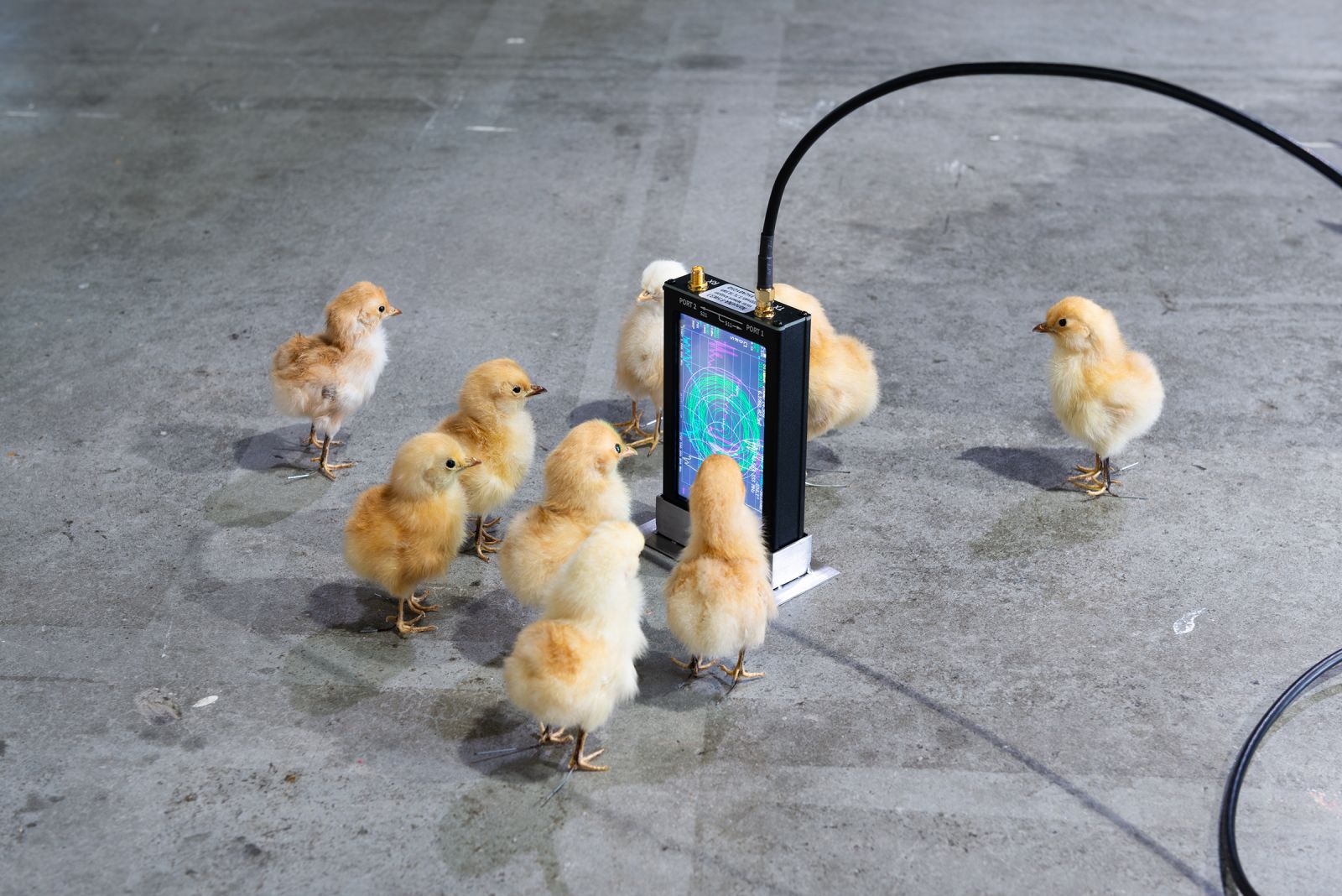 taxidermied chicks gathered around a VNA network analyzer
