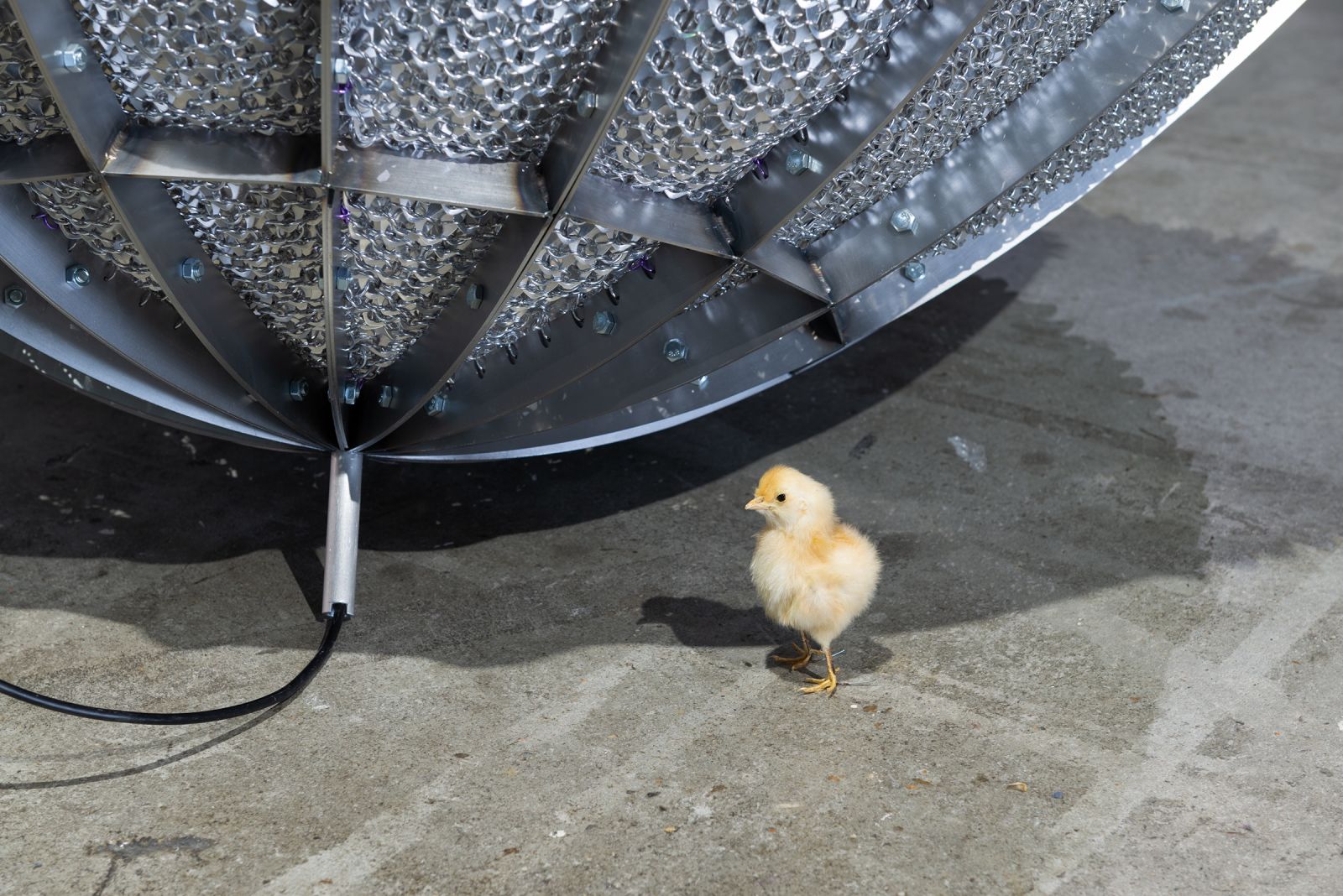 a lone taxidermied chick stands under a satelite dish on the floor